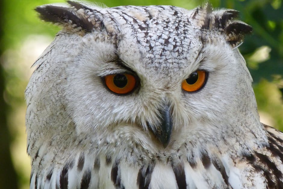 owl-bird-animal-eagle-owl-69769