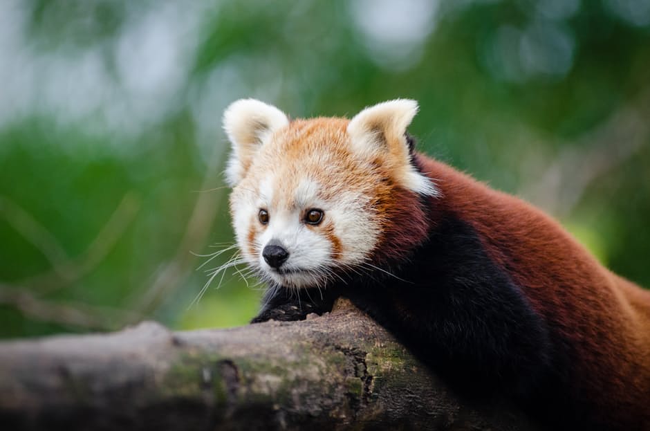 panda-hd-photos-9