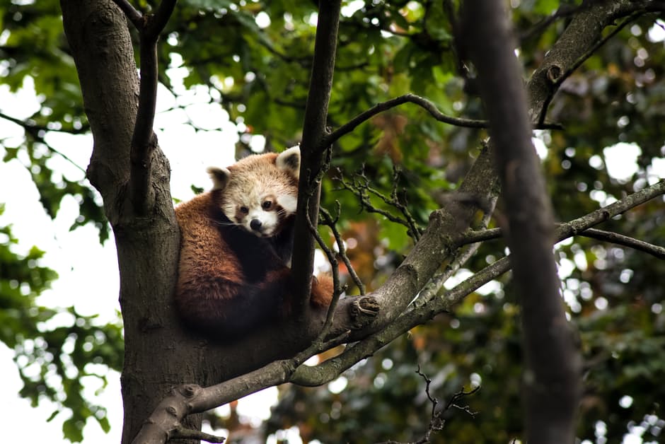 panda-hd-photos