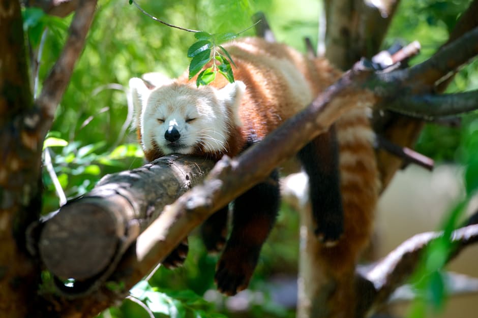 panda-hd-photos10