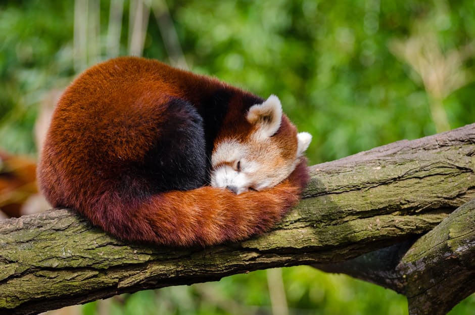 panda-hd-photos3