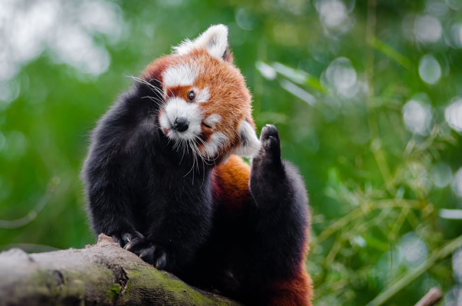 panda-hd-photos4