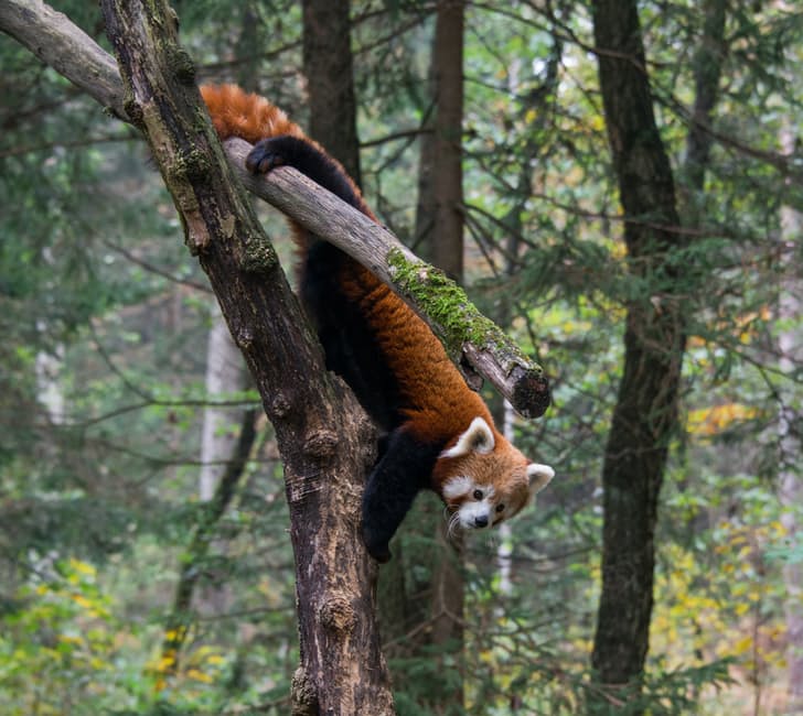 panda-hd-photos6