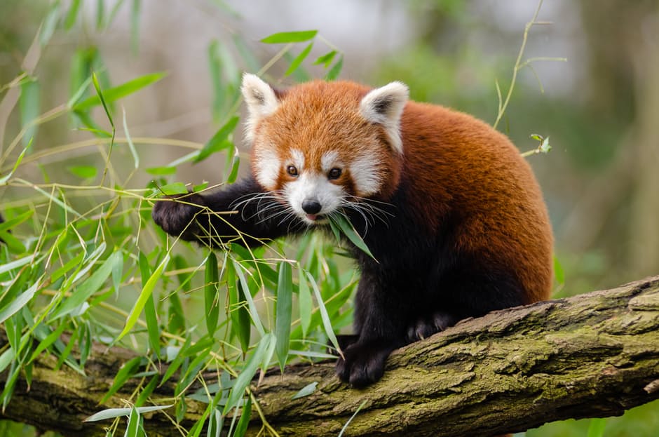 panda-hd-photos8