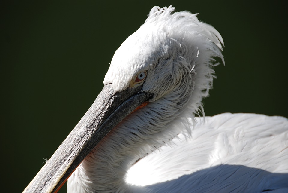 pelikan-1294995_960_720