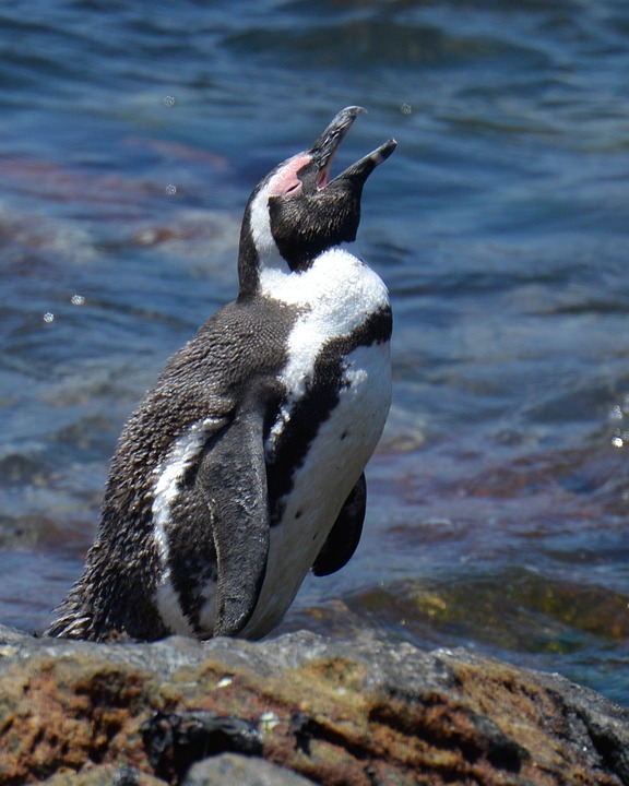 penguin-1157508_960_720