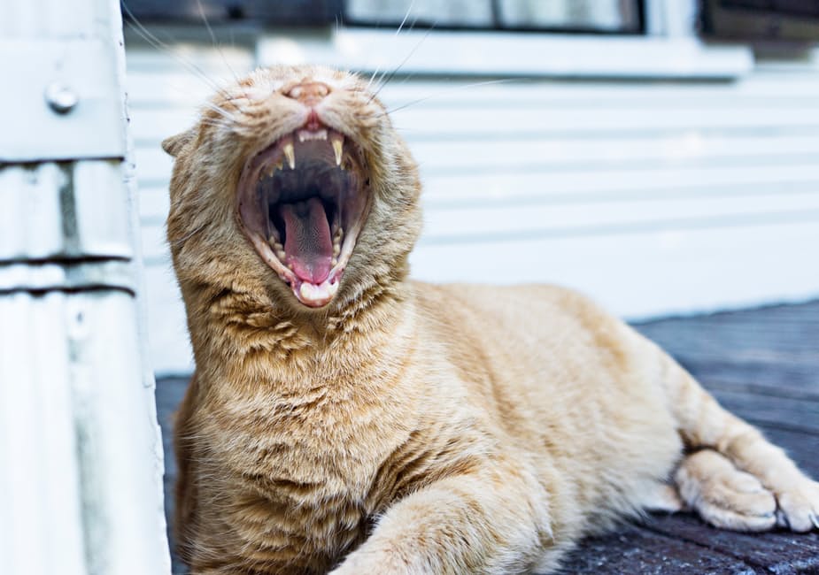 pet-kitten-cat-lying
