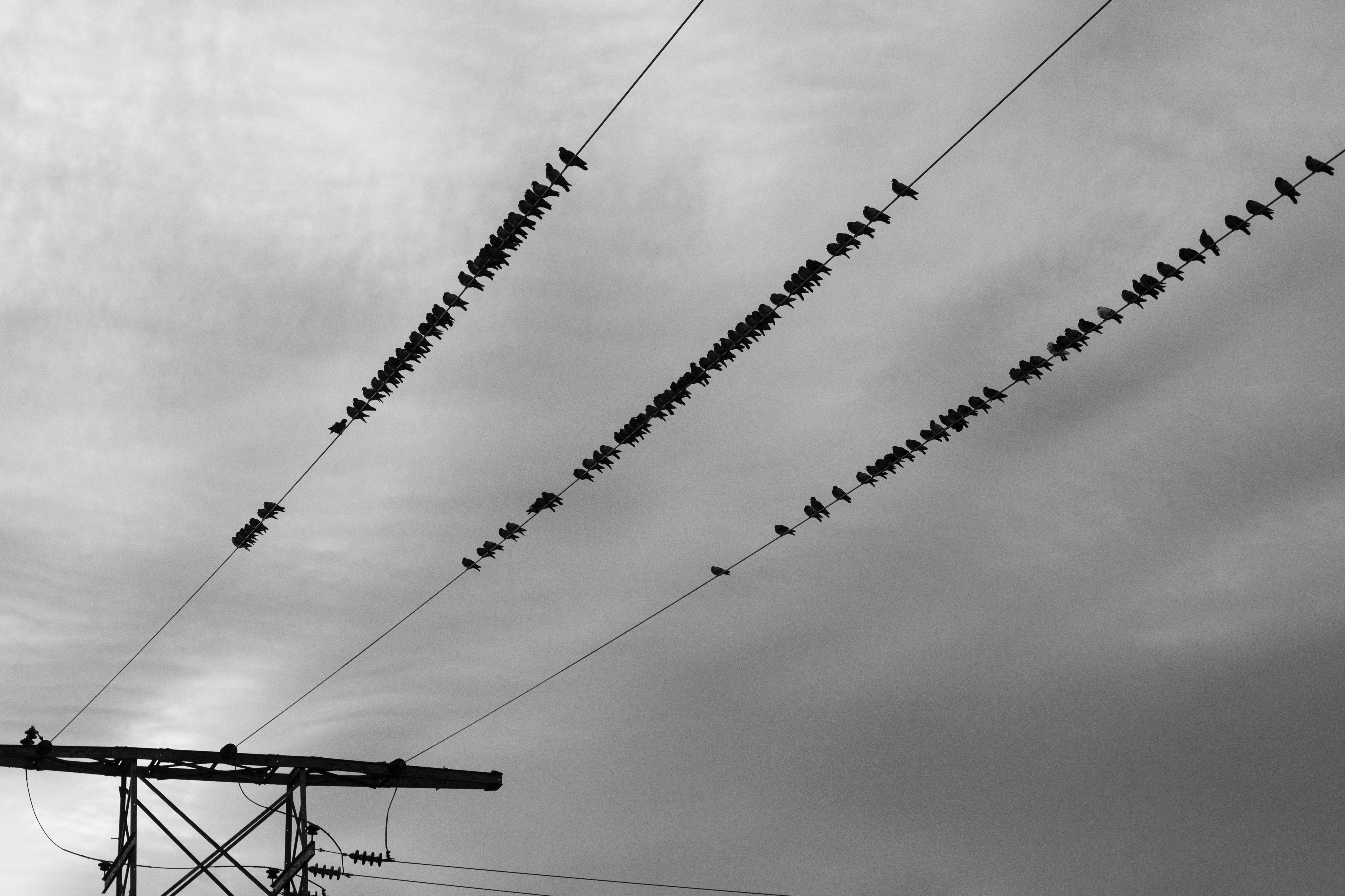 crow photo hd