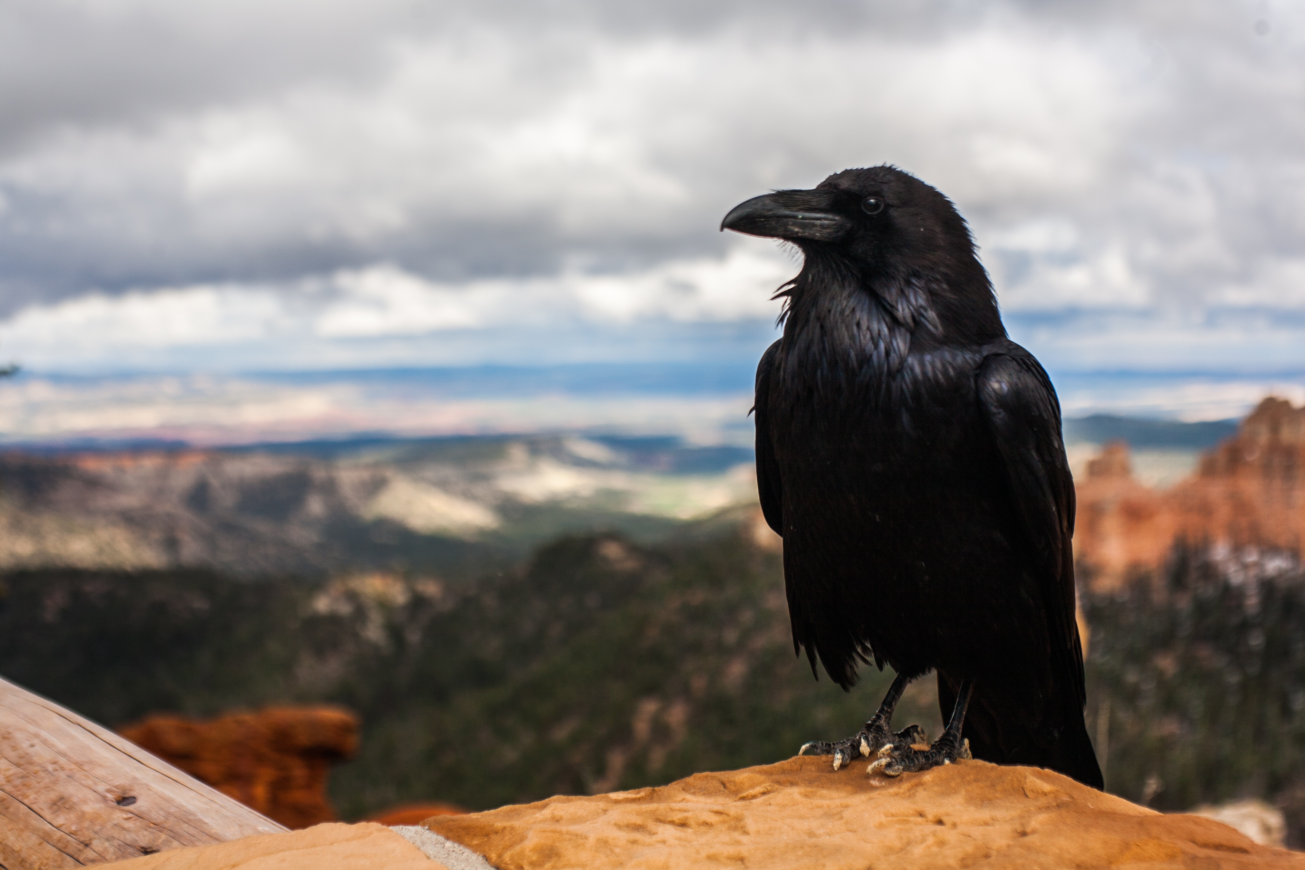 crow photo hd