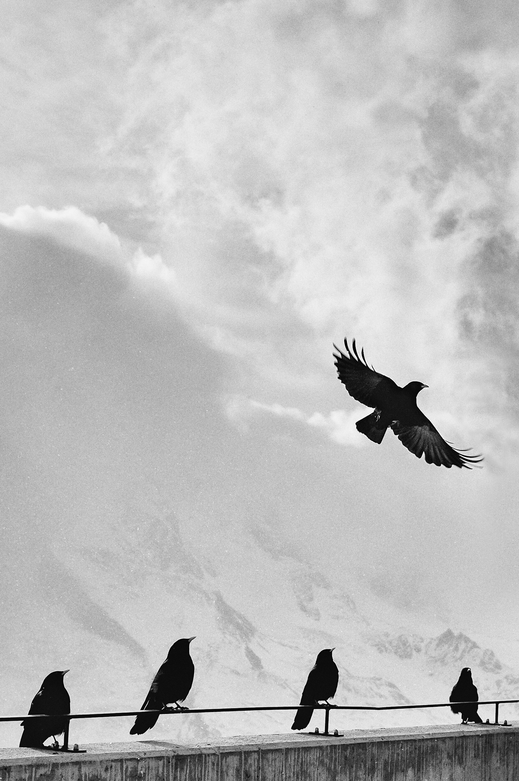 crow photo hd