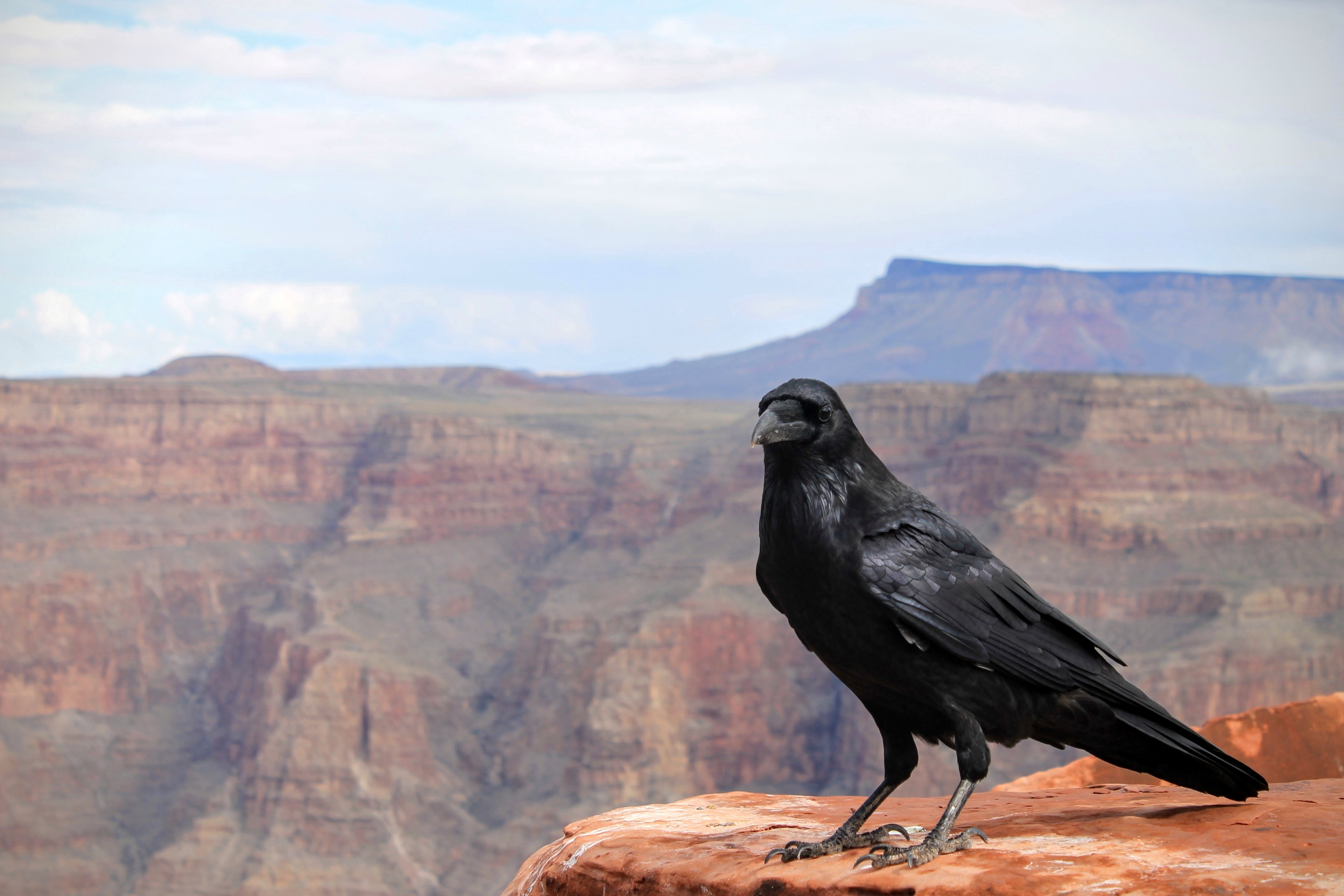 crow photo hd