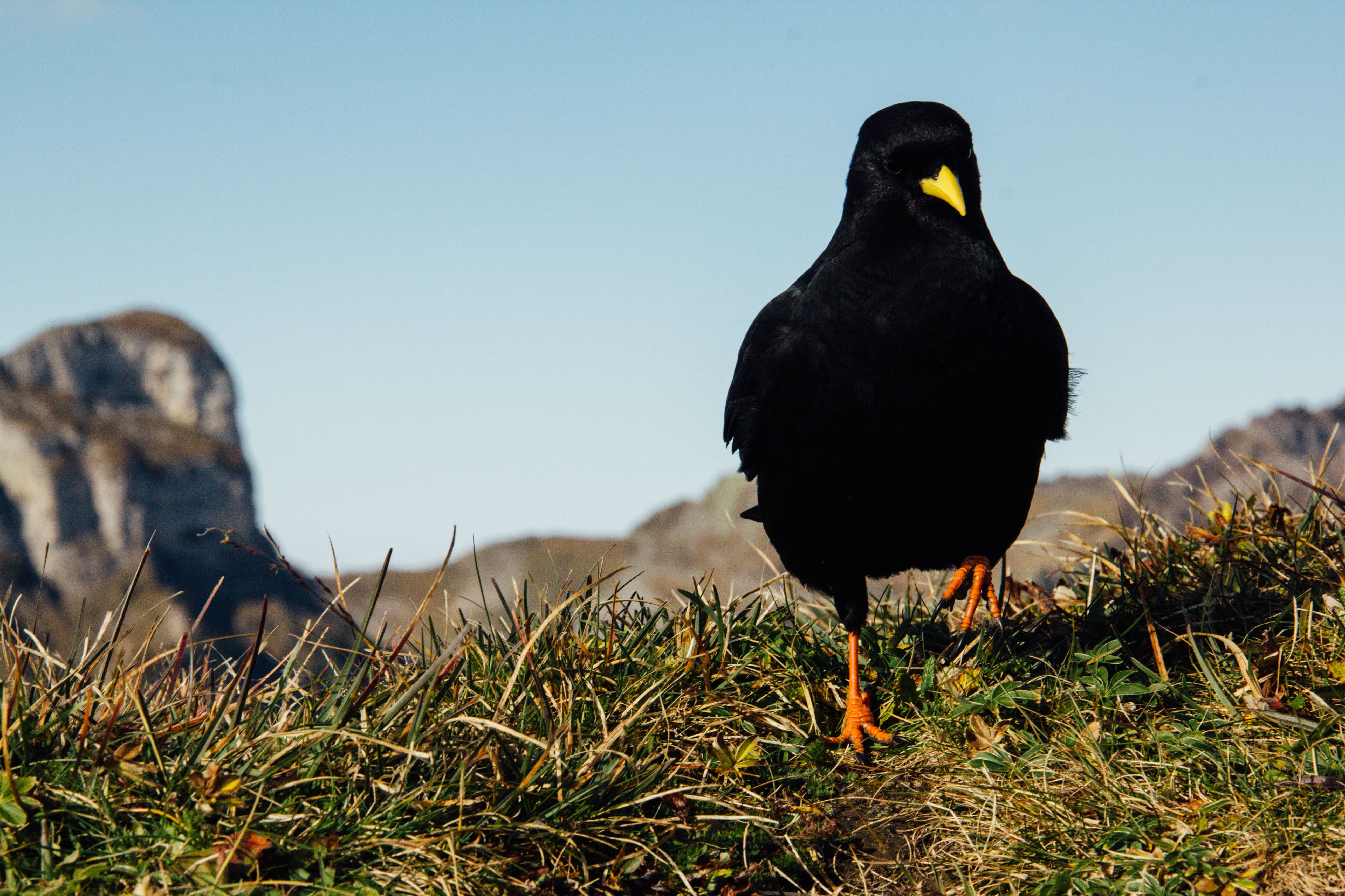 crow photo hd