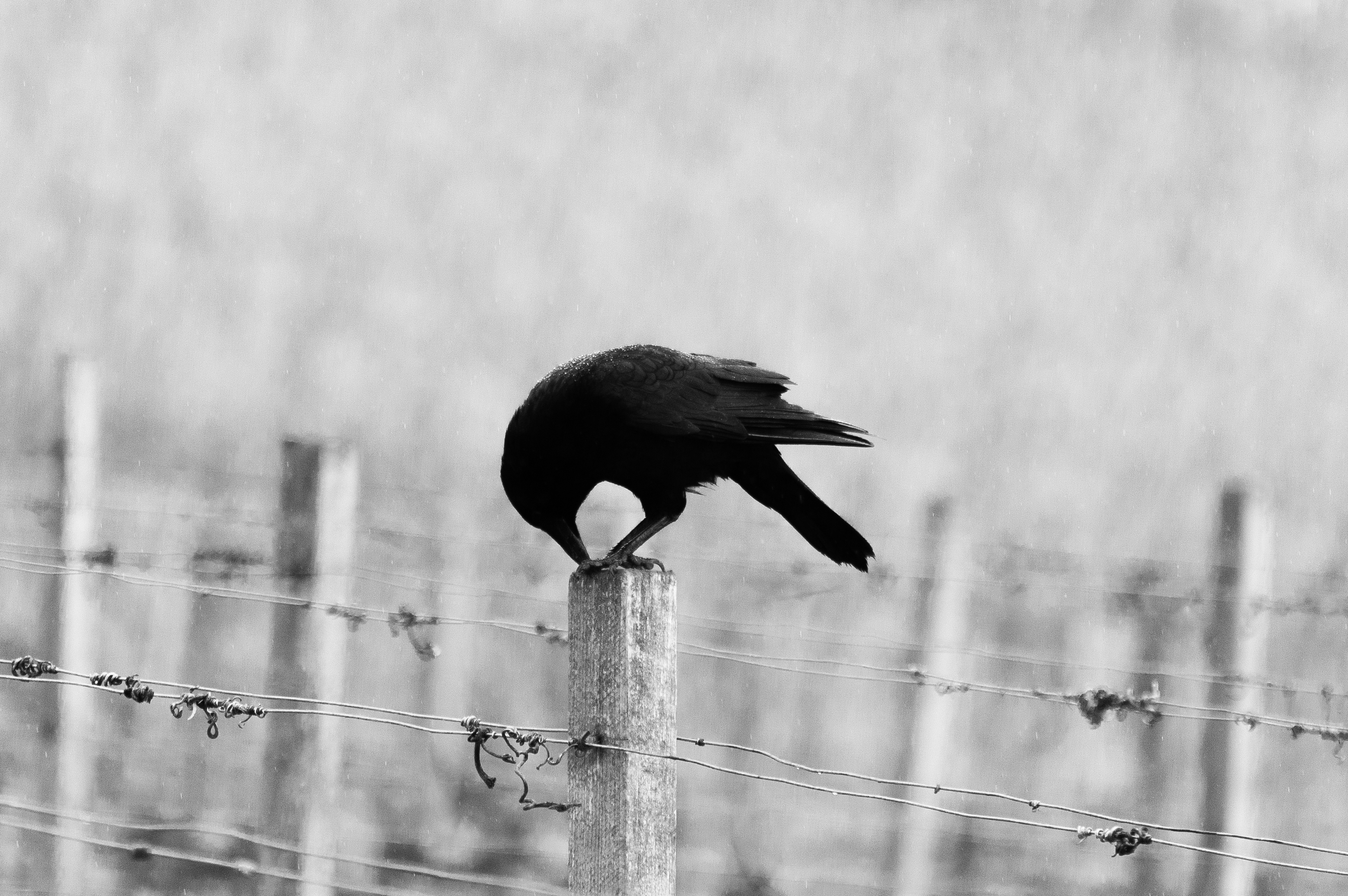 crow photo hd