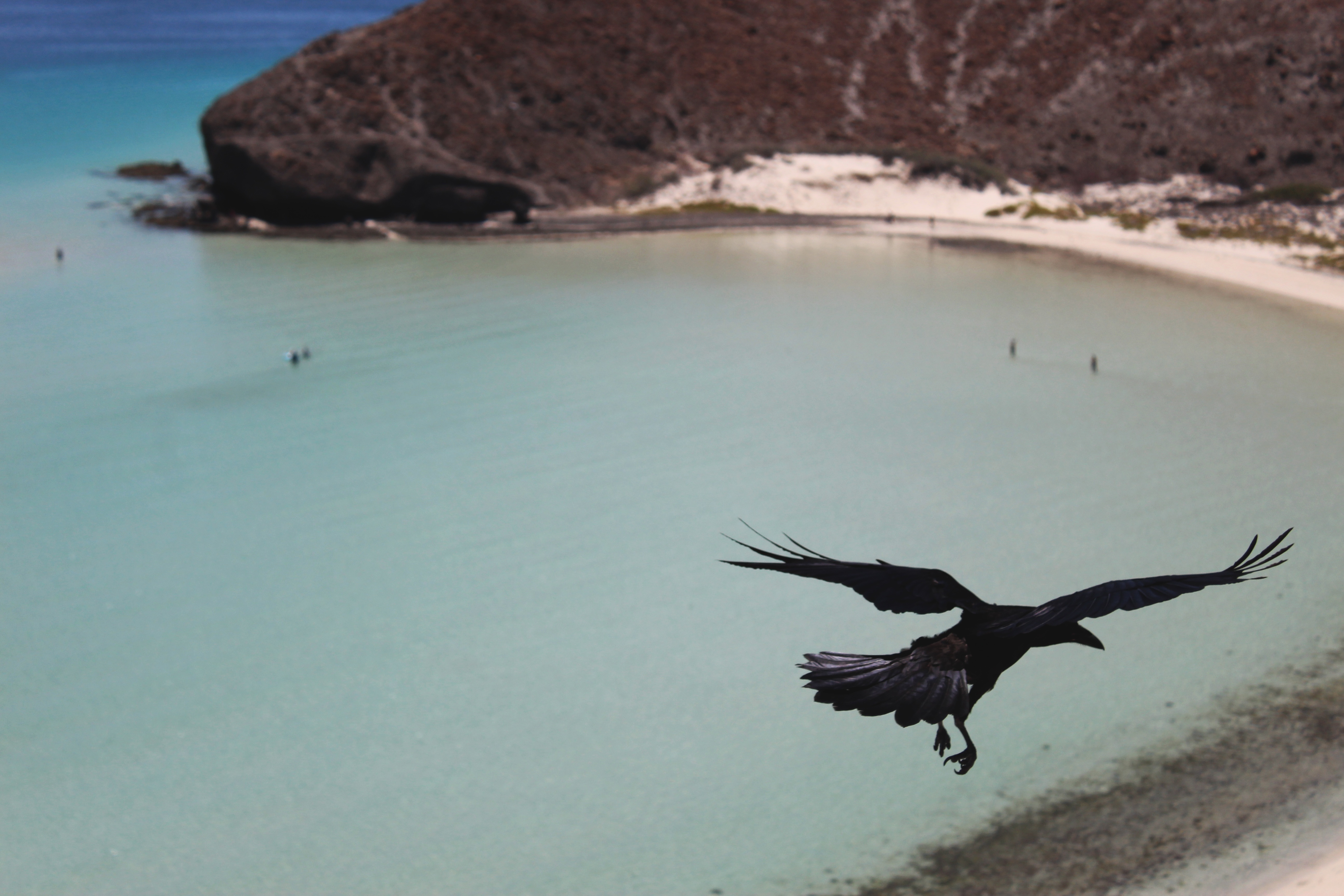 crow photo hd