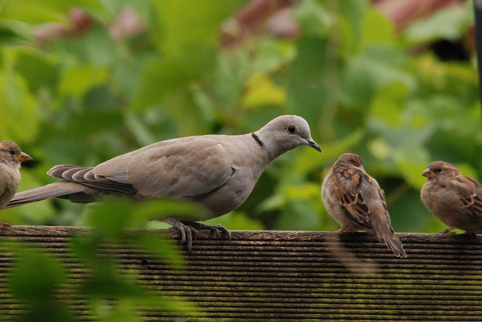 pigeon-1567937_960_720