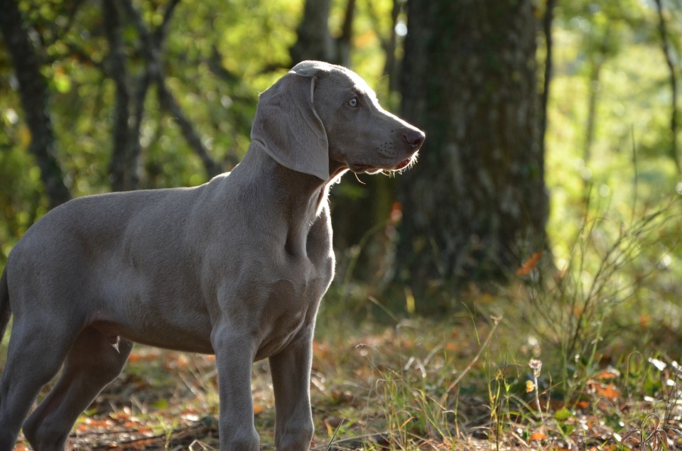 puppy-672229_960_720