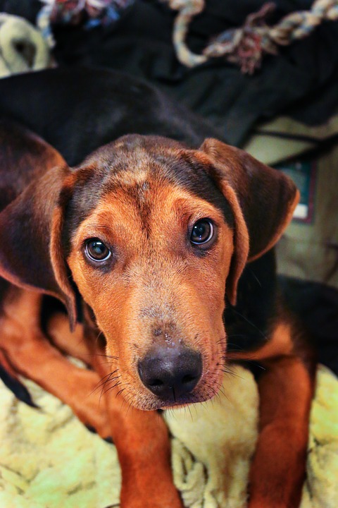 puppy-834446_960_720