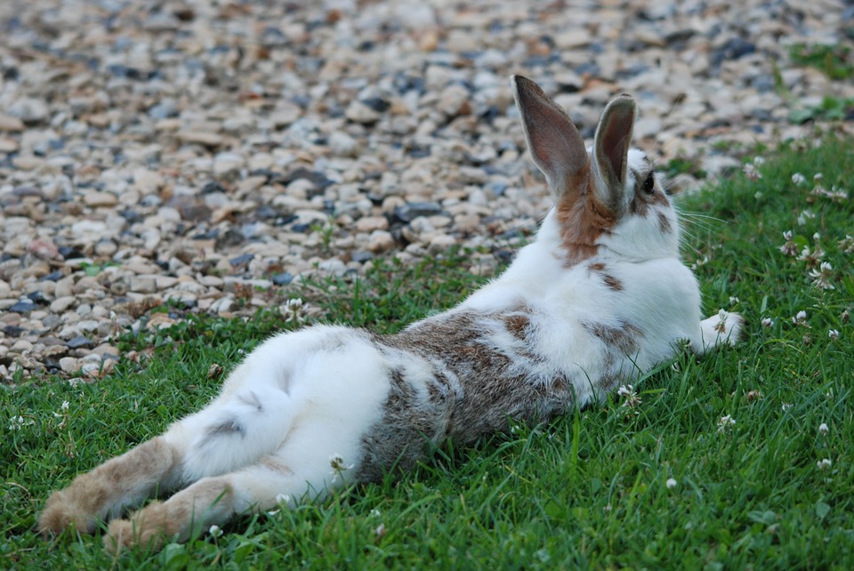 rabbit-1453009_960_720