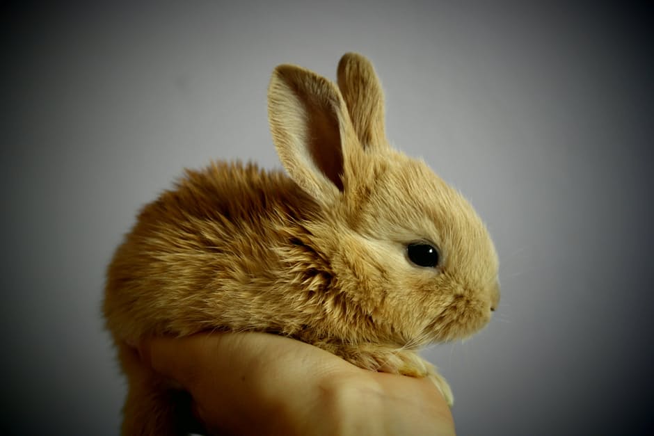 rabbit-palm-hand-snatch-53966