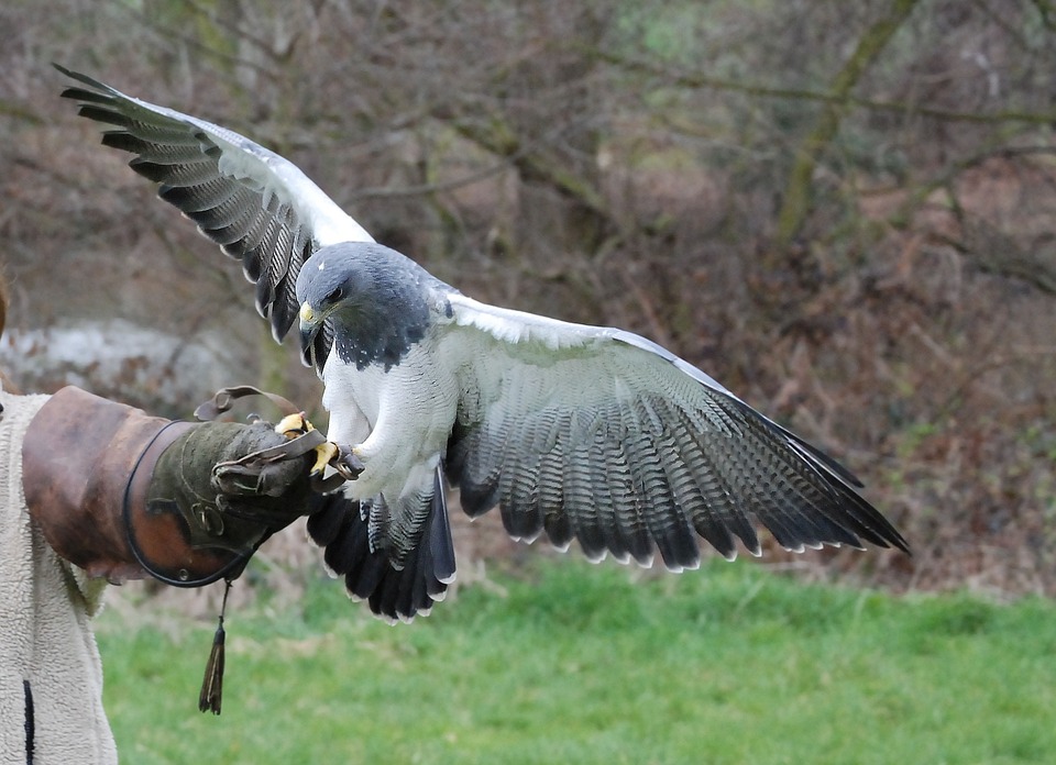 raptor-341774_960_720