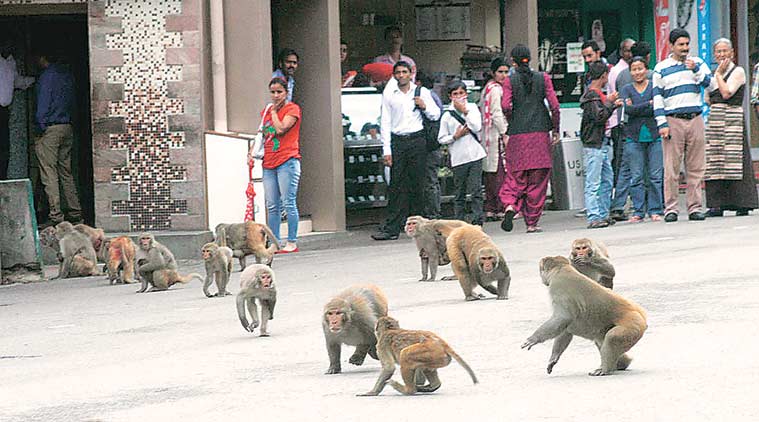 shimla-monkey-759