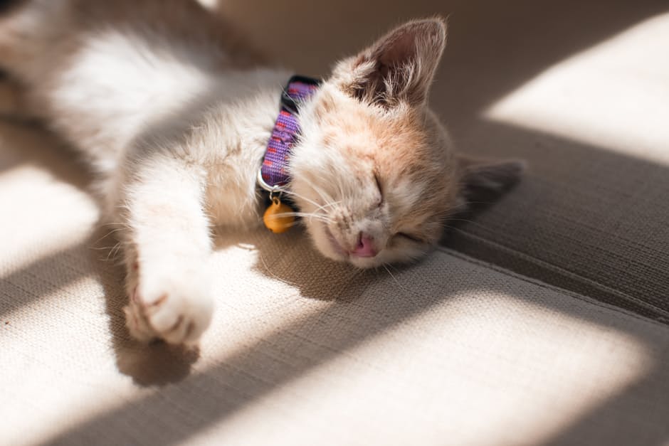 sleeping-cate