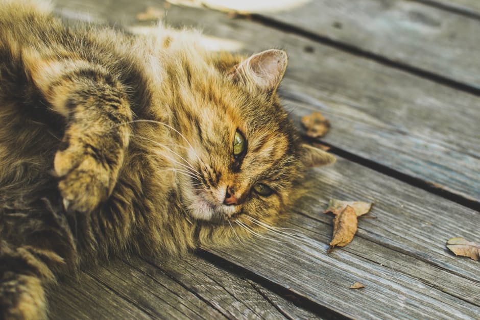 sleeping-catty