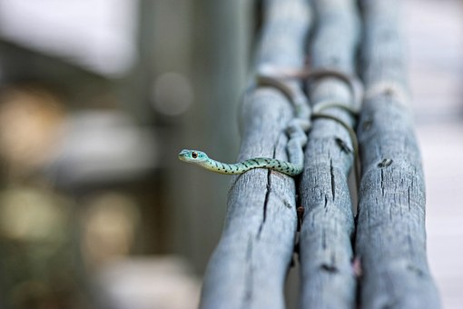 snake-516507__340