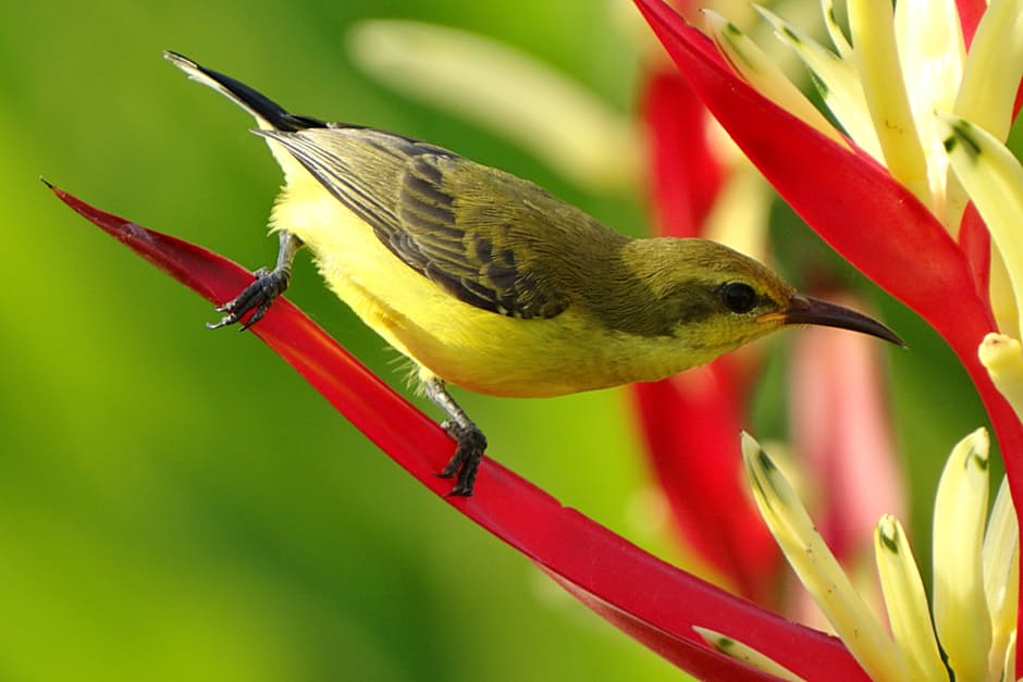 sparrow