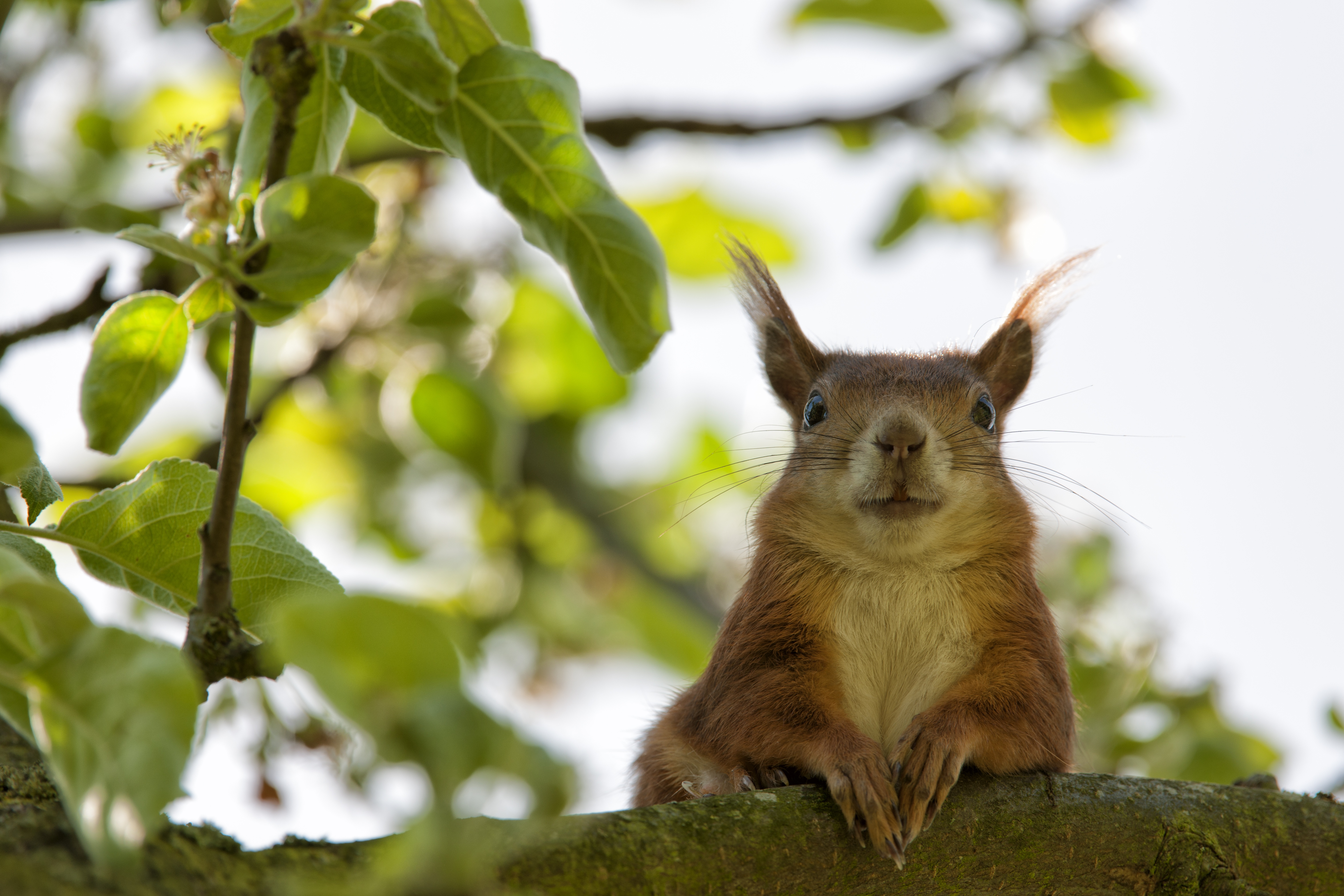 squirrel-ulm-garden-summer-162061