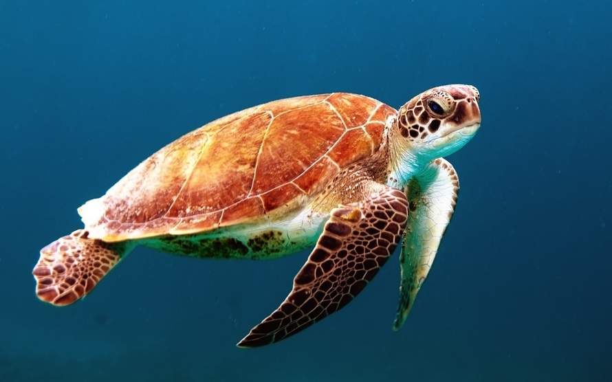 talking-turtle