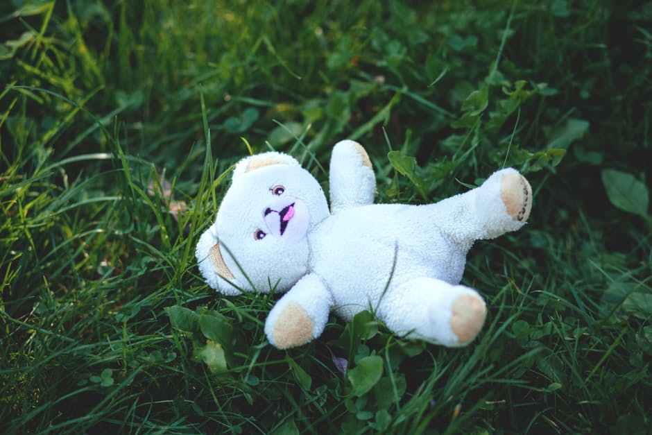 teddy