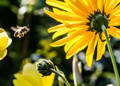 they-are-too-many-bees