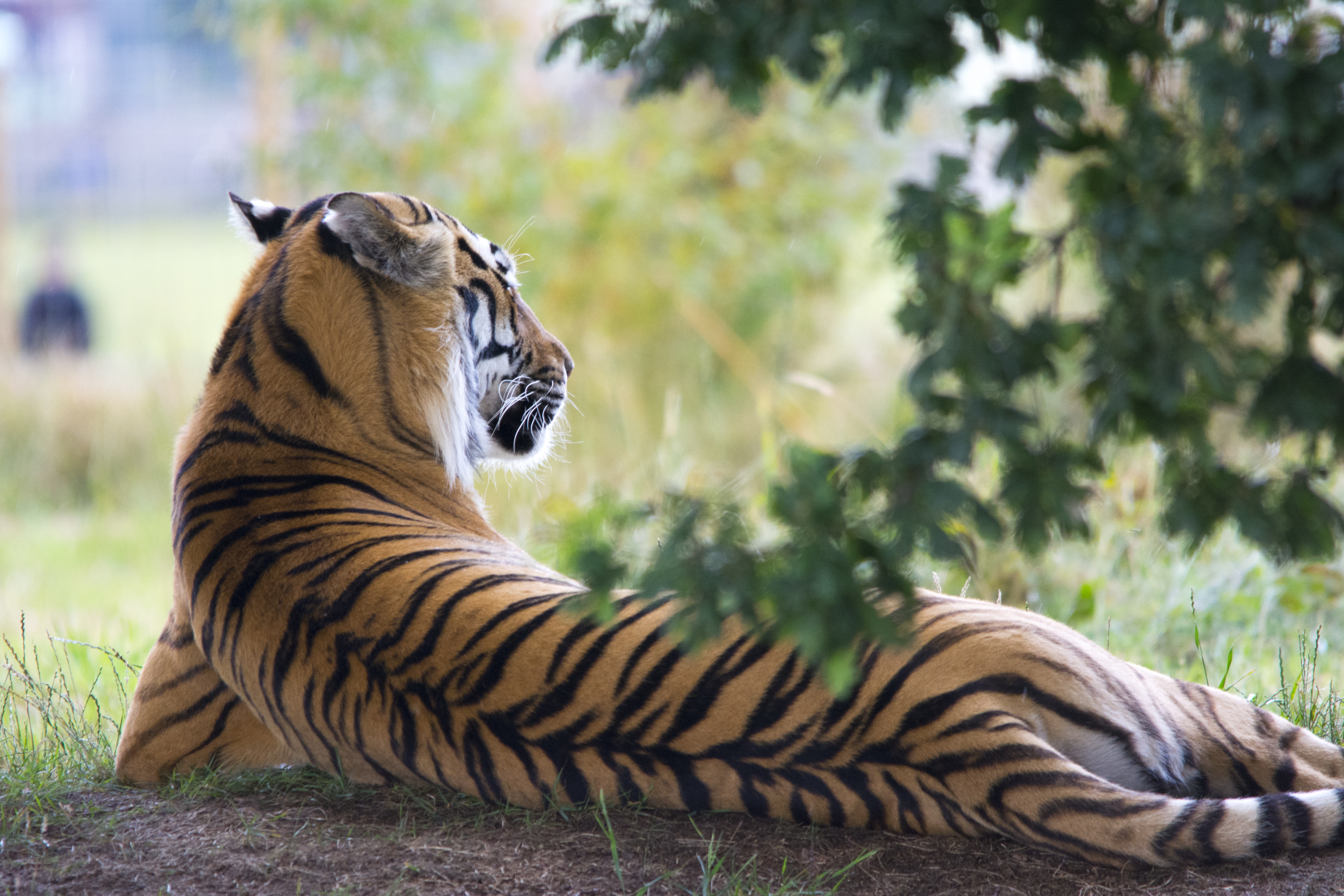 tiger-wildlife-animal-zoo-162332