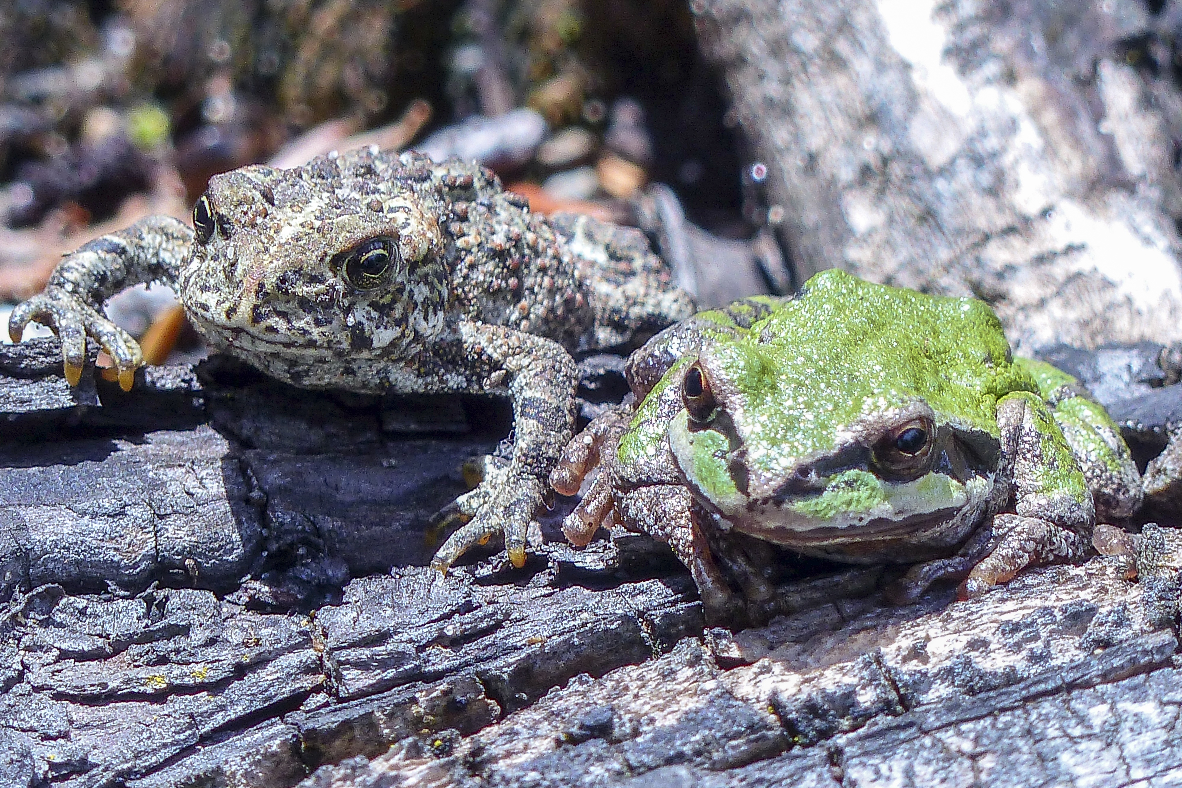 toad-green-tree-frog-frog-amphibian-53967
