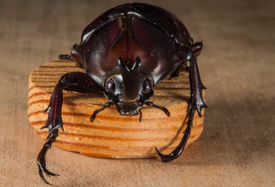 tropical-beetles-rhinoceros-beetle-riesenkaefer-65601-large