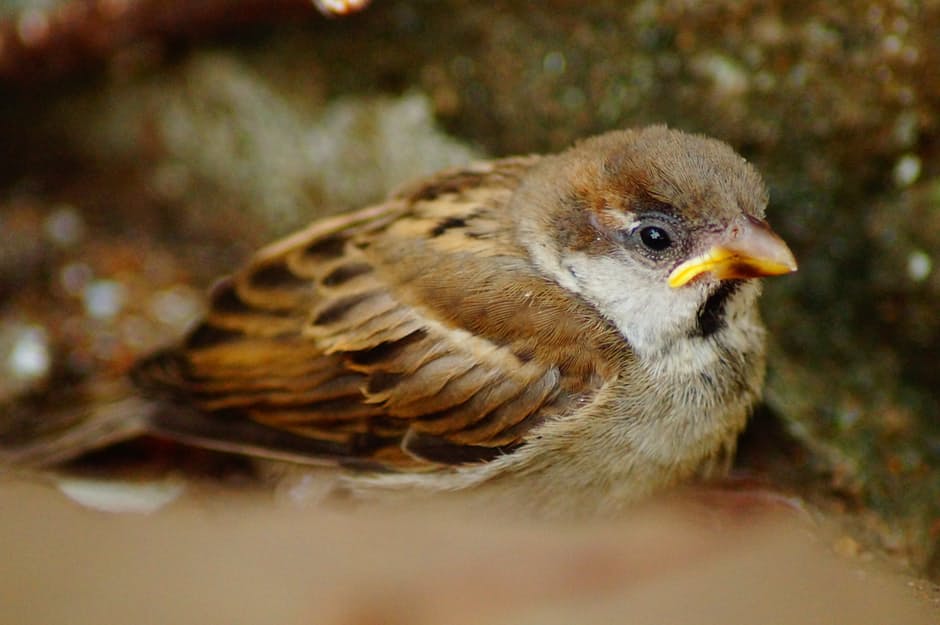 tweeter-bird-wildlife-wild-64706