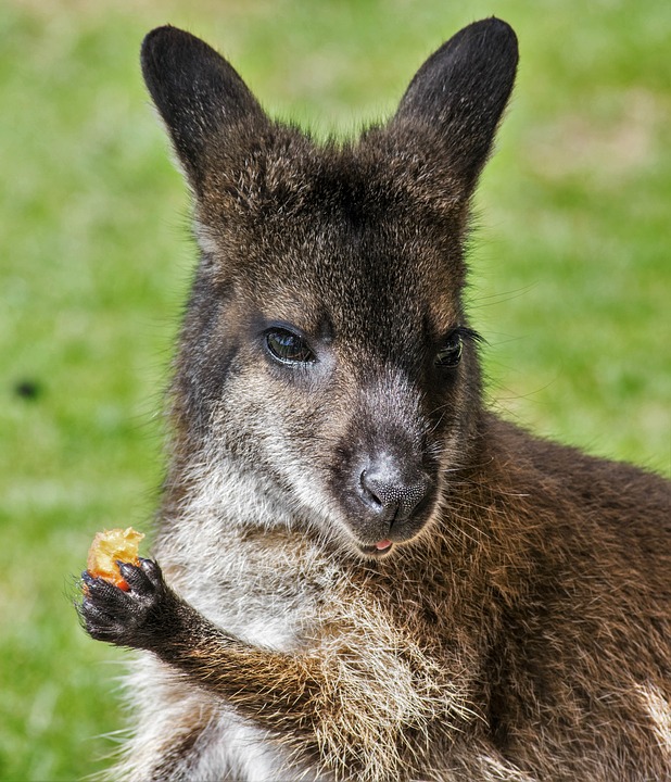 wallaby-1644042_960_720