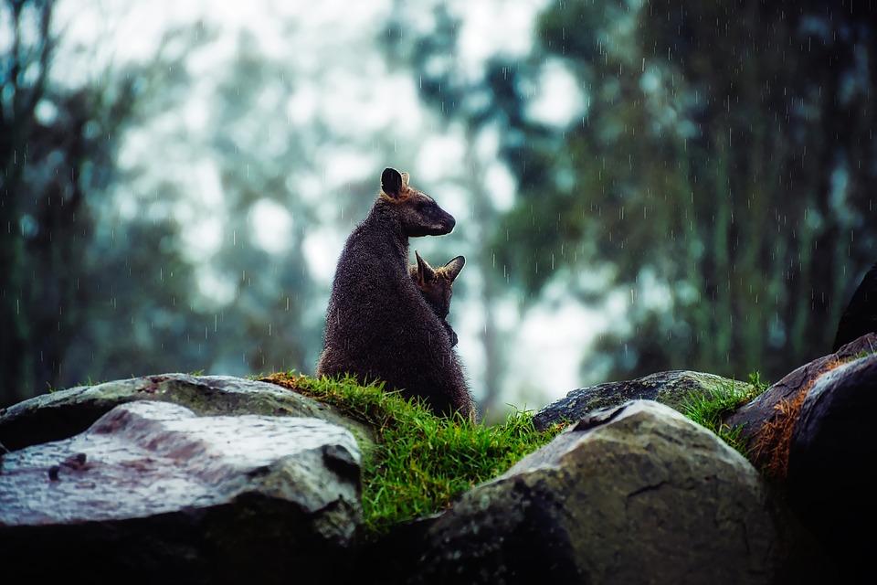 wallaby-1828594_960_720