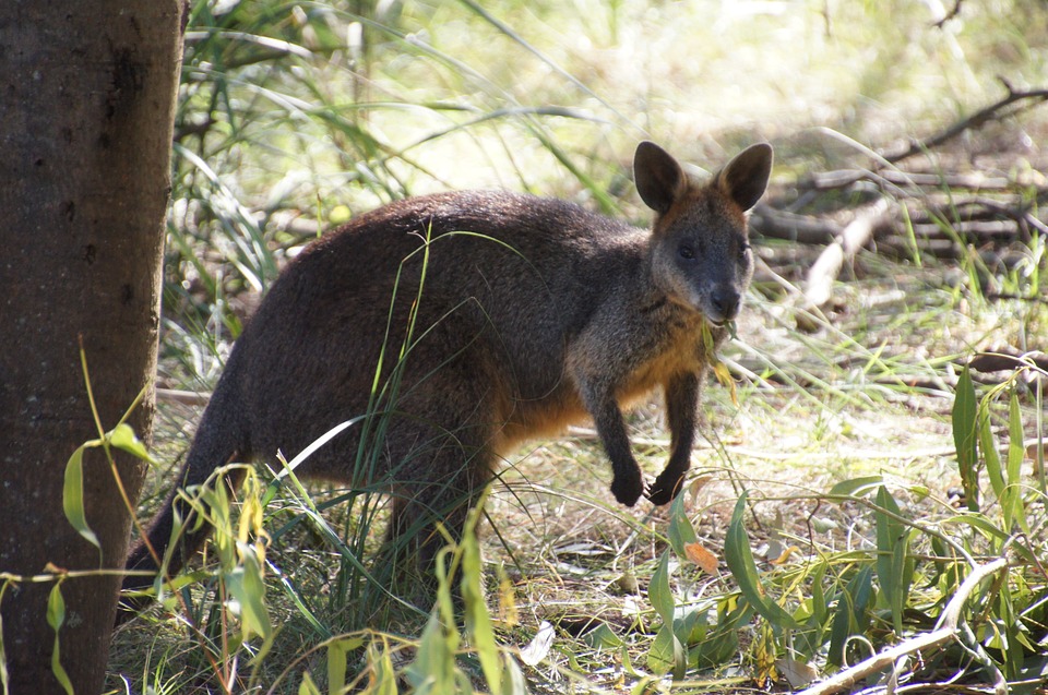 wallaby-226275_960_720