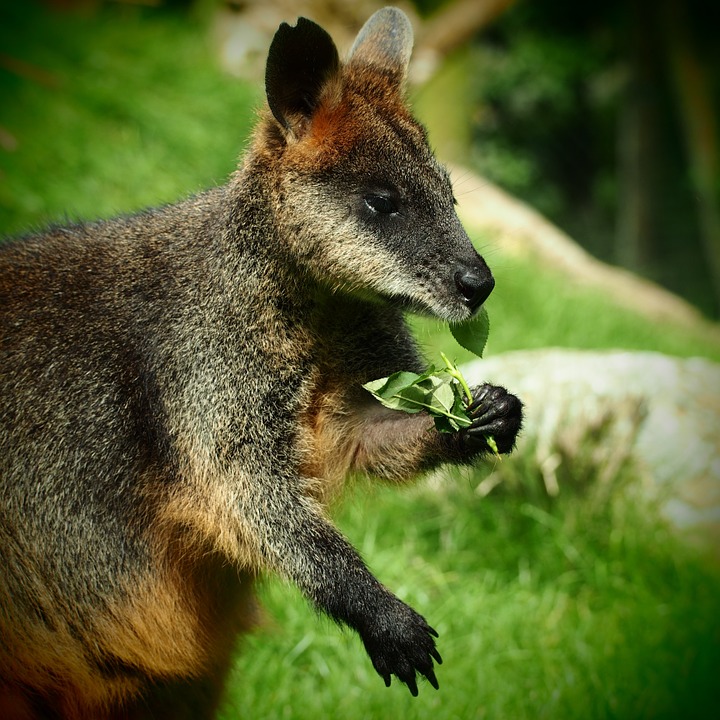 wallaby-717340_960_720