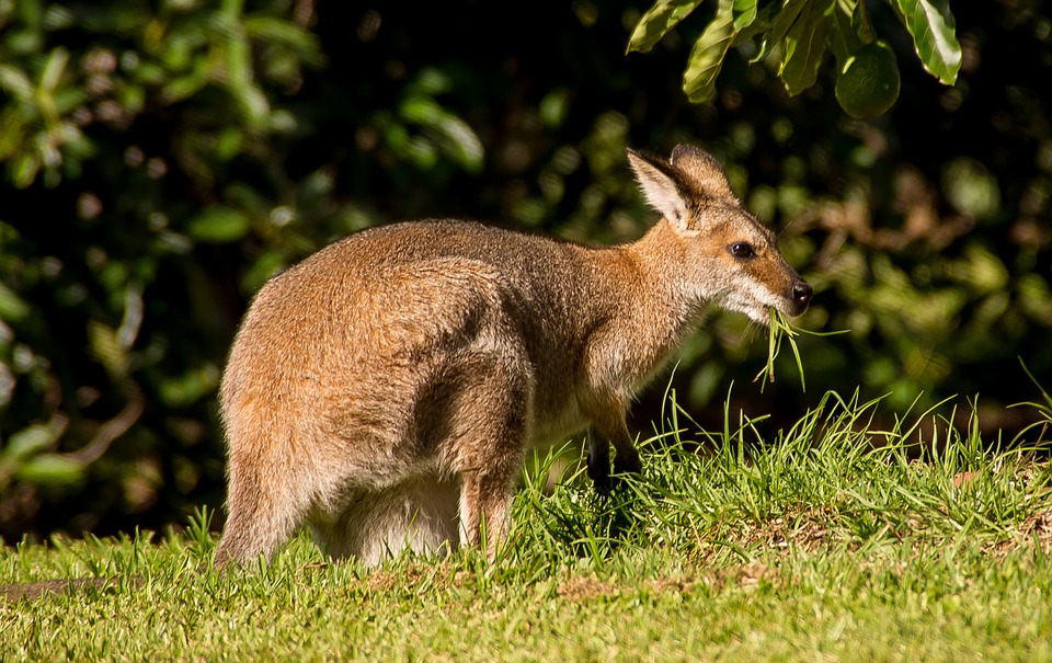 wallaby-786606_960_720
