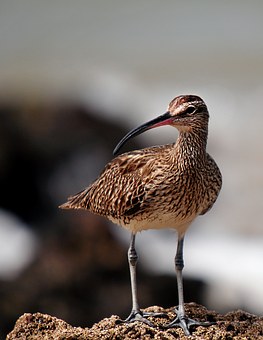 whimbrel-621376__340