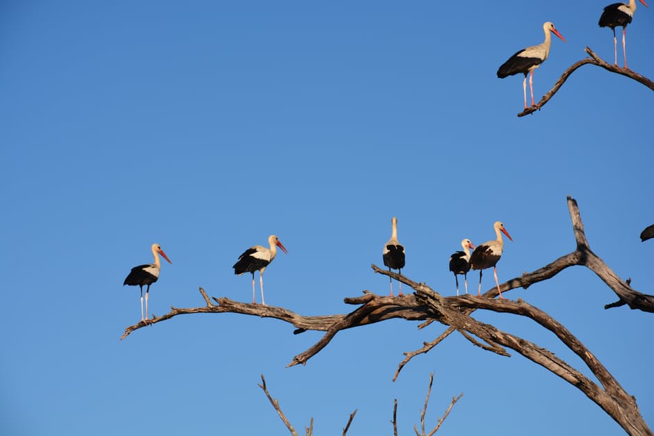 white-stork-storks-tree-sky-38531