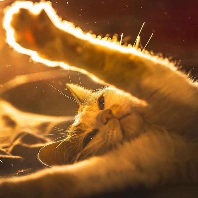 13741303_1771135126433493_572279394_n