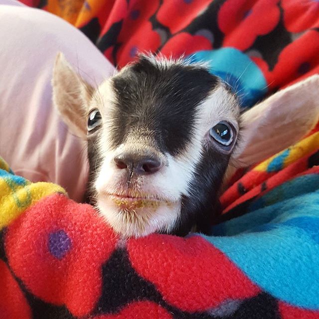These Baby Goats of Anarchy Are The Beautiful Goats That Were Rescued ...