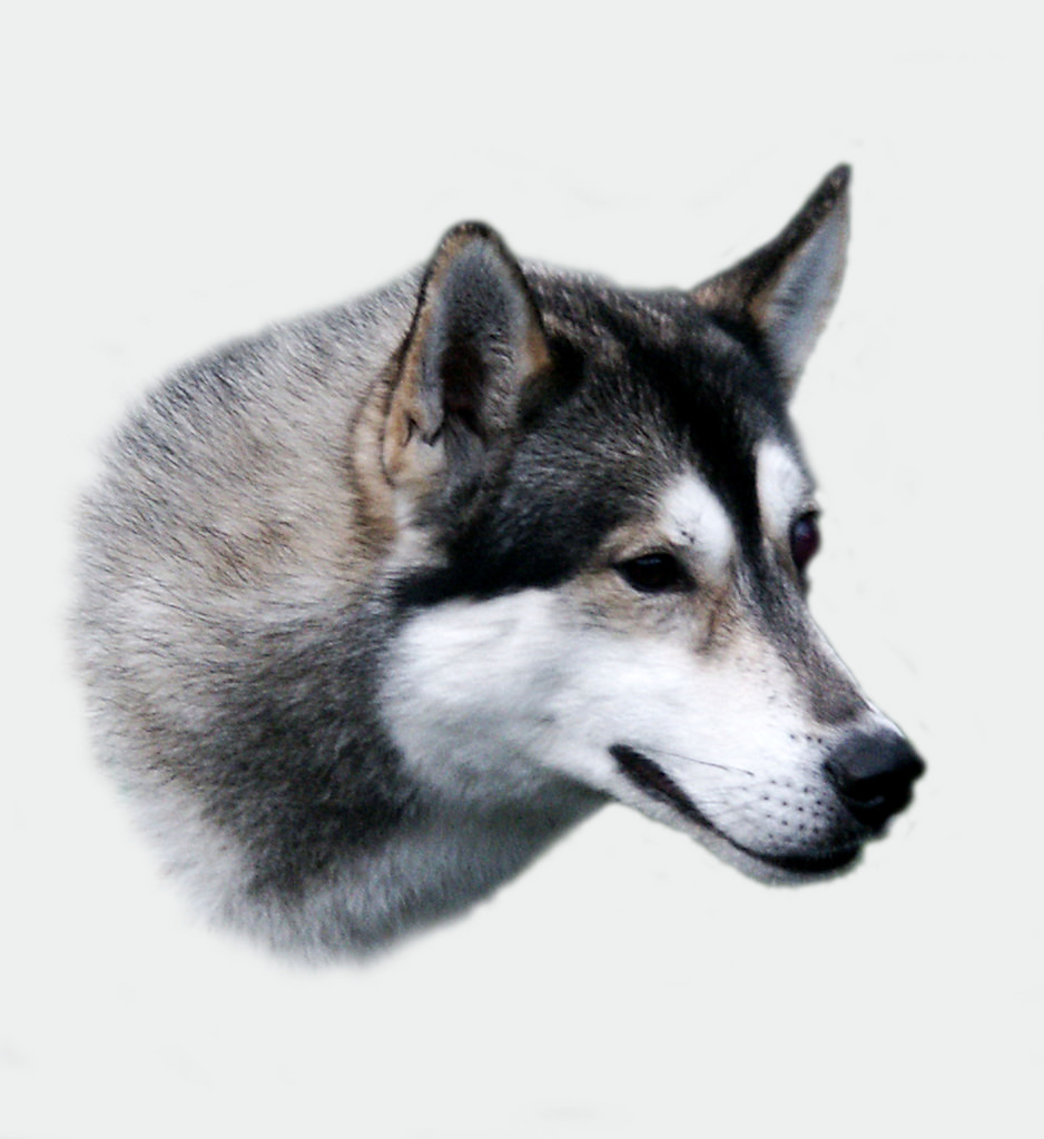 Which Husky You Got - Here Are 20+ Beautiful Huskies of The World