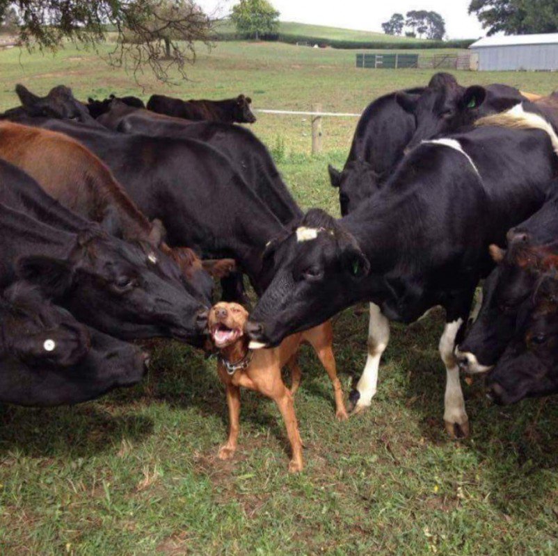 dog-loved-by-buffaloes