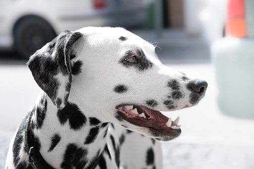 animal-1834478__340