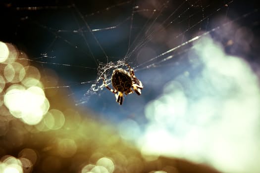 animal-insect-cobweb-spider